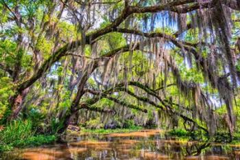 Bayou Cathedral | Obraz na stenu