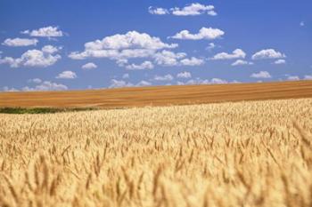 Breadbasket | Obraz na stenu