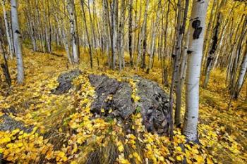 Aspen Carpet | Obraz na stenu