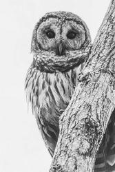 Barred Owl in Contrast | Obraz na stenu