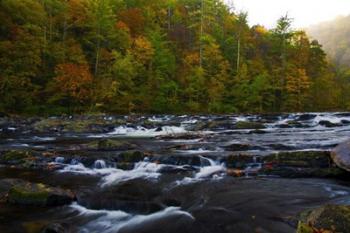 Autumn on the Tellico River | Obraz na stenu