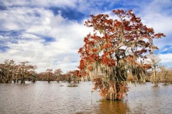 Fall in the Swamp | Obraz na stenu