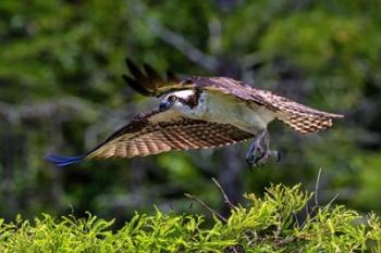 Osprey Liftoff | Obraz na stenu