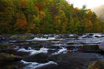 Autumn on the Tellico River | Obraz na stenu