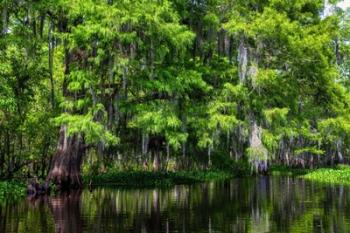 Along Tchackehou Bayou | Obraz na stenu