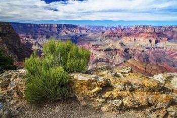 Grand Canyon Medicine | Obraz na stenu