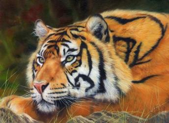 Sumatran Tiger Resting | Obraz na stenu