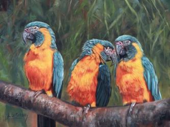 3 Macaws | Obraz na stenu