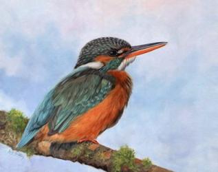 Kingfisher 2 | Obraz na stenu