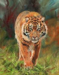 Amur Tiger 2 | Obraz na stenu
