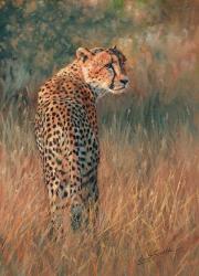 Cheetah In Field | Obraz na stenu