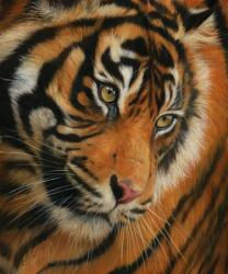 Tiger Portrait 3 | Obraz na stenu