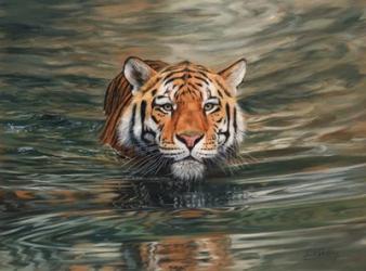Tiger Water Swimming | Obraz na stenu