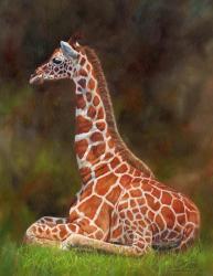 Giraffe Resting | Obraz na stenu