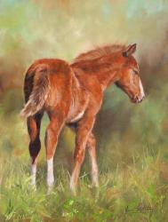 Foal In Sunshine | Obraz na stenu