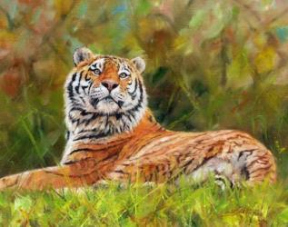 Tiger Study 12 | Obraz na stenu
