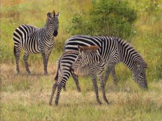 Zebras South Luangwa | Obraz na stenu