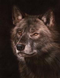 Black Wolf | Obraz na stenu