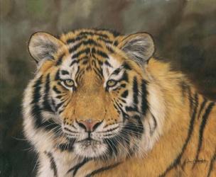 Amur Tiger Portrait | Obraz na stenu