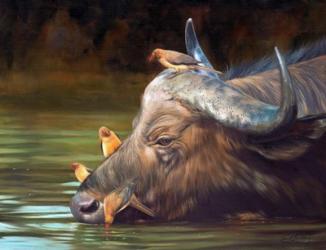 Buffalo And Oxpeckers | Obraz na stenu