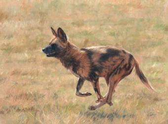 African Wild Dog Running | Obraz na stenu