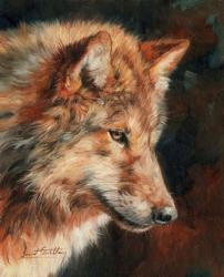 Grey Wolf Portrait | Obraz na stenu
