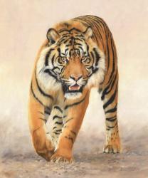 Tiger16 | Obraz na stenu