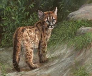 Cougar Cub | Obraz na stenu