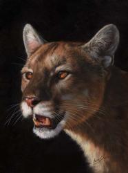Cougar | Obraz na stenu