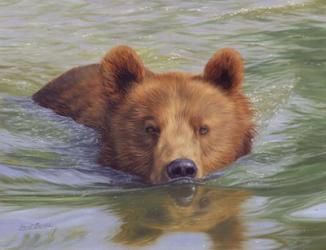 Brown Bear In Water | Obraz na stenu