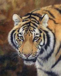 Tiger Siberian | Obraz na stenu