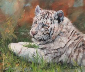 White Tiger Cub Laying Down | Obraz na stenu