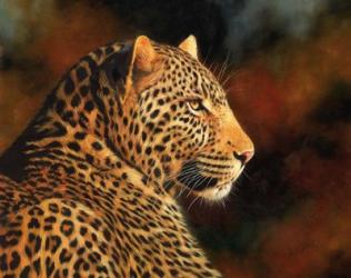 Leopard Looking Right | Obraz na stenu