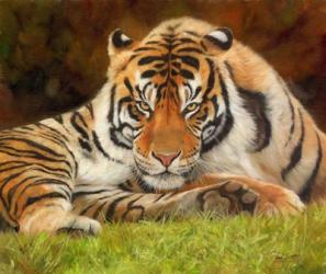 Tiger Stare | Obraz na stenu