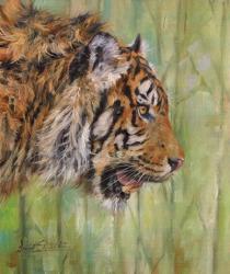 Amur Tiger Profile | Obraz na stenu