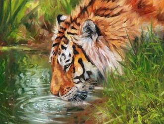 Tiger Quenching Thirst | Obraz na stenu