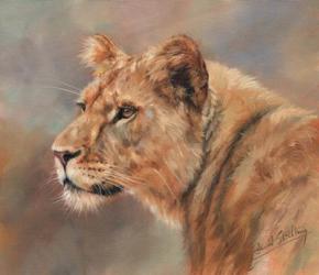 Lioness Portrait | Obraz na stenu