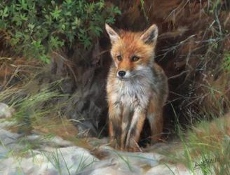 Young Red Fox | Obraz na stenu