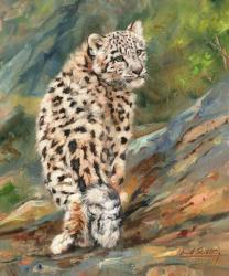 Snow Leopard Cub | Obraz na stenu