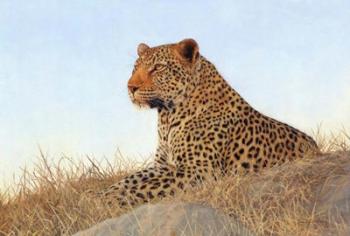 Leopard Laying Rock Grass | Obraz na stenu