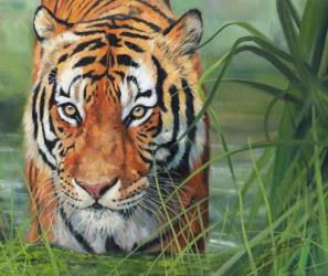 Tiger Grass | Obraz na stenu