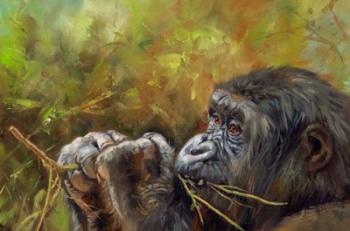 Young Lowland Gorilla | Obraz na stenu