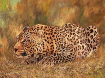 Leopard About To Pounce | Obraz na stenu