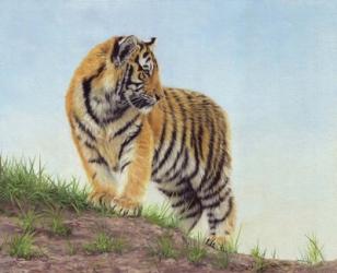 Young Tiger 10 | Obraz na stenu