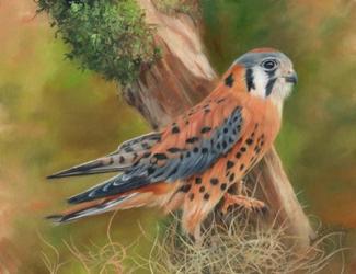 American Kestrel | Obraz na stenu