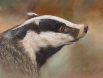 Badger Study | Obraz na stenu