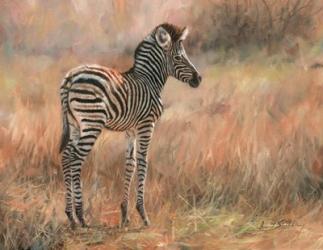 Zebra Foal | Obraz na stenu