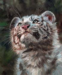 White Tiger Cub Portrait | Obraz na stenu