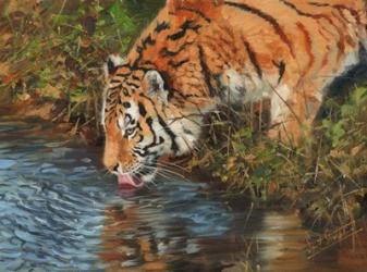 Tiger Drinking | Obraz na stenu