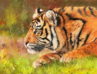 Tiger Study 10 | Obraz na stenu